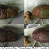 calloph chalybeitincta pupa2 volg